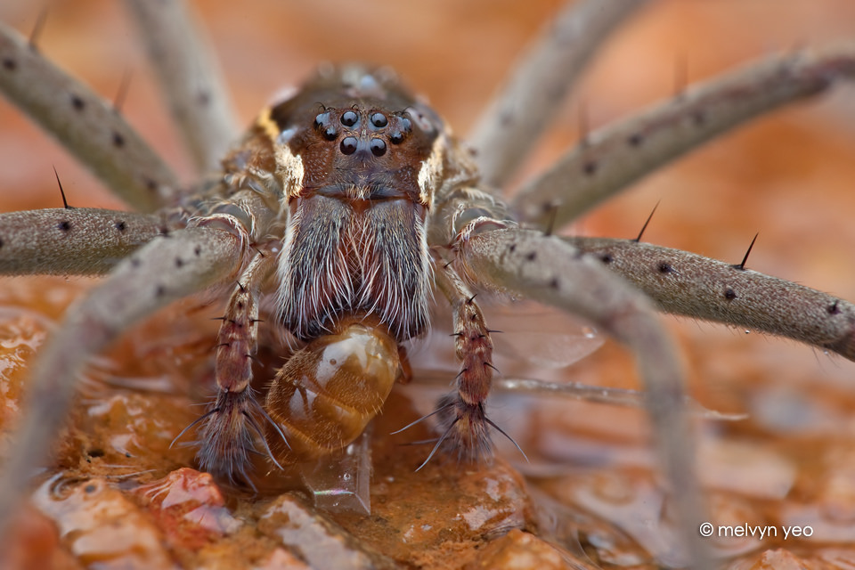 Fishing Spider by melvynyeo