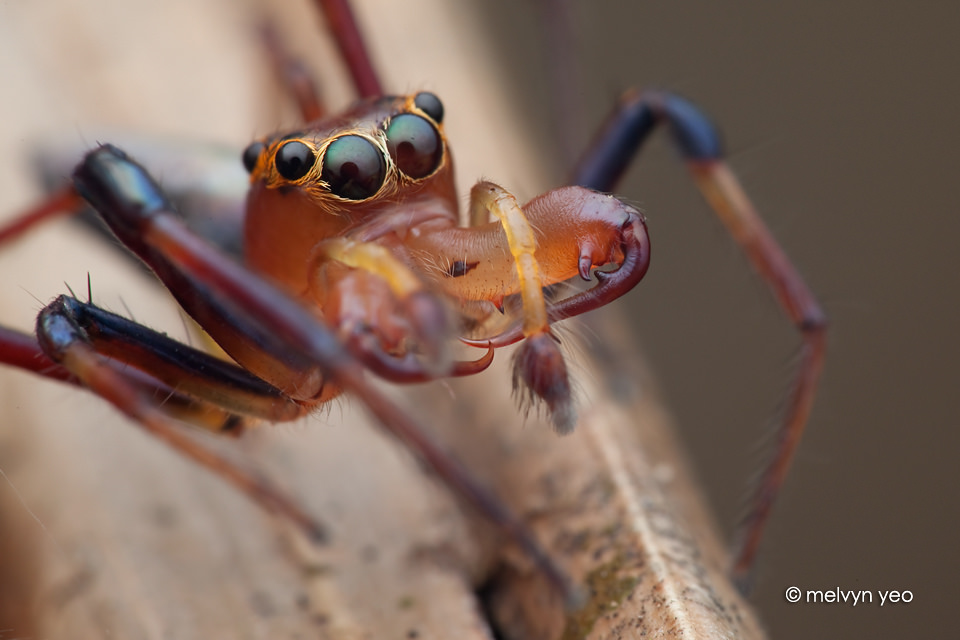 Wide jawed Viciria jumping spider by melvynyeo