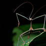 Dancing Stick insect