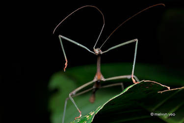 Dancing Stick insect