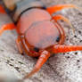 Red Head Centipede