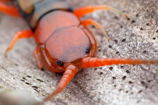 Red Head Centipede