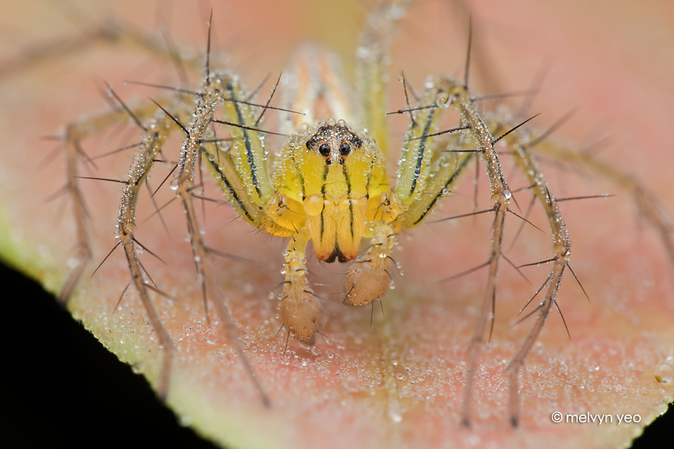 Lynx Spider