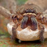 Huntsman Spider with Egg Sac