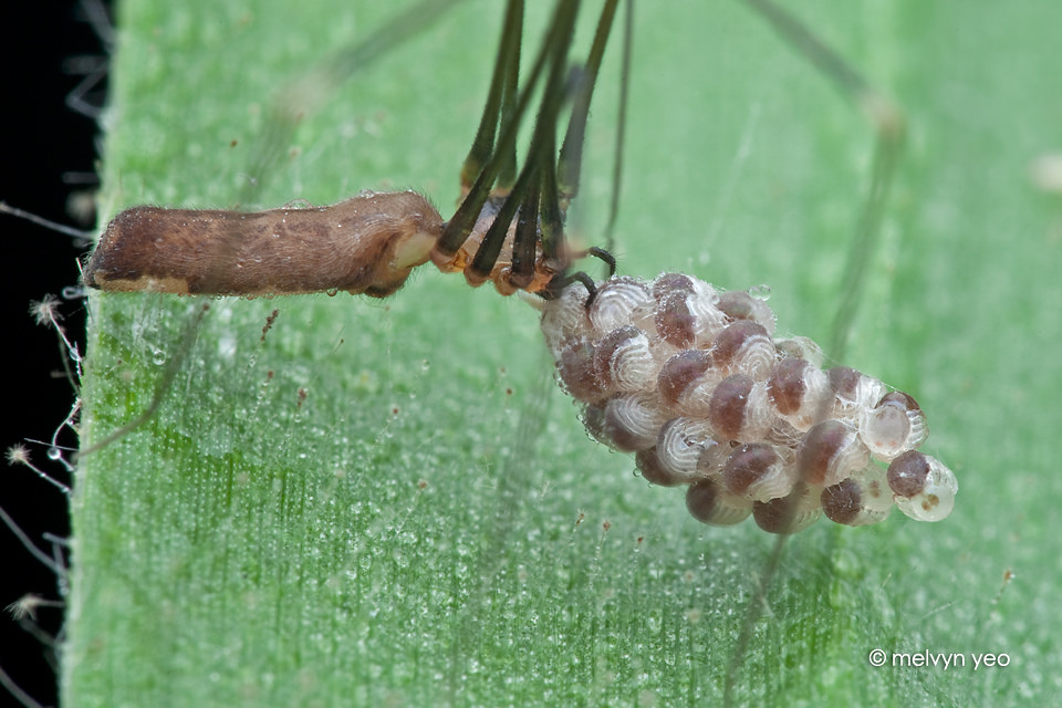 Pholcidae - Wikipedia