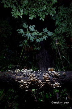 Bioluminescent Shrooms