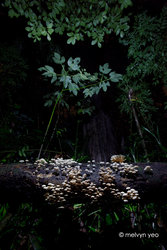 Bioluminescent Shrooms