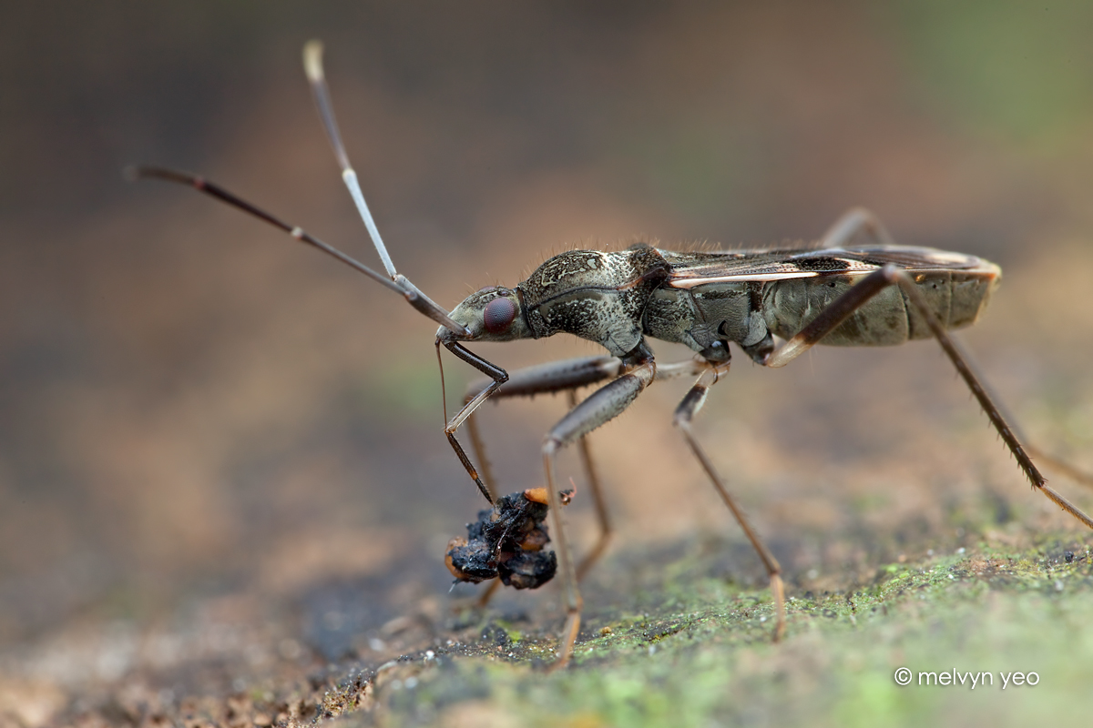 Rhyparochromidae, Metochus uniguttatus