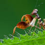 Boxer mantis nymph