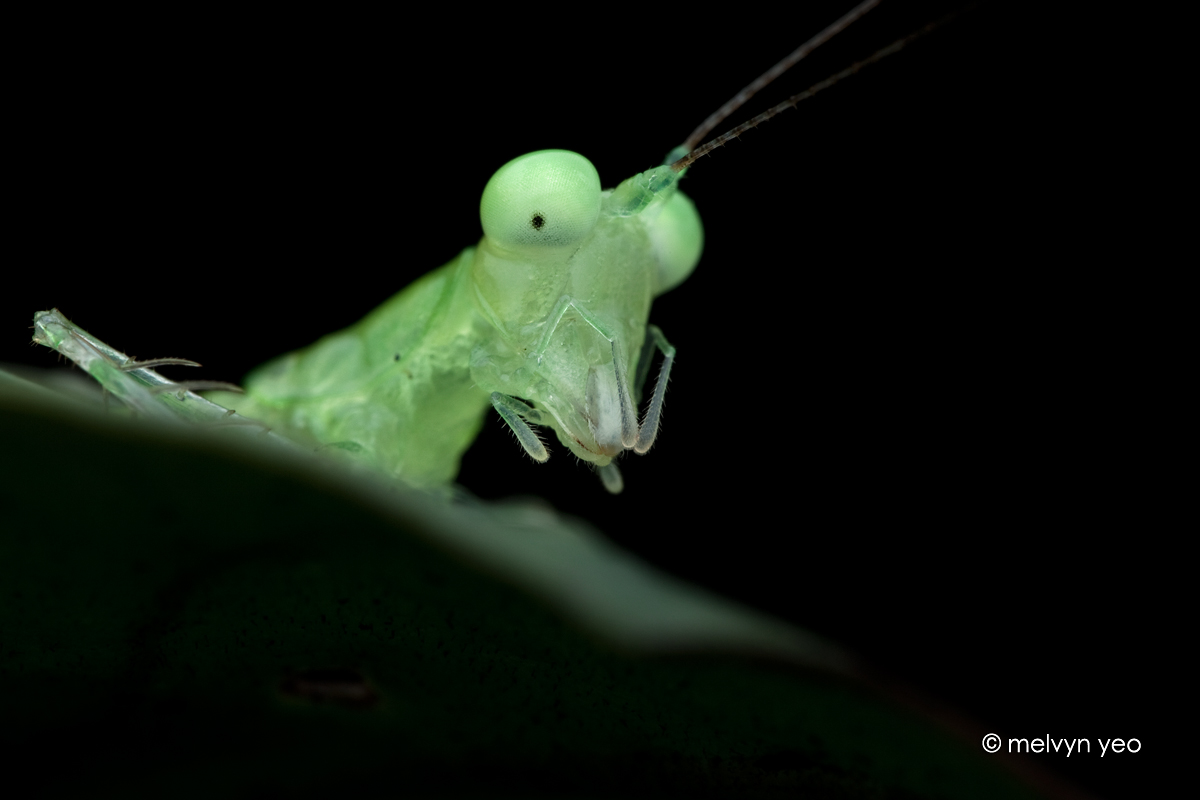 Asiophlugis, Predatory Katydid