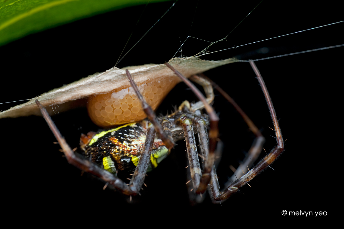 Argiope laying eggs