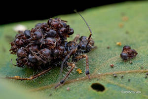 Ant-Snatching Assassin Bug (Acanthaspis sp.)