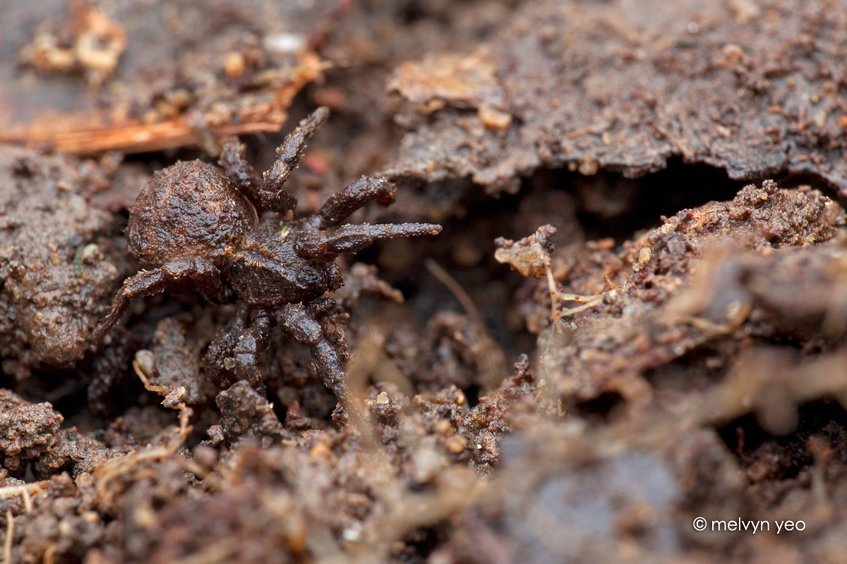 Mud Mimic Ground Spider Cryptothele sp.