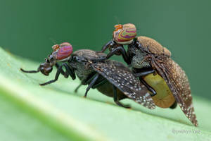 Mating Signal Flies