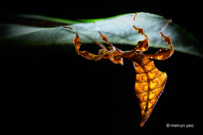 Juvenile leaf insect