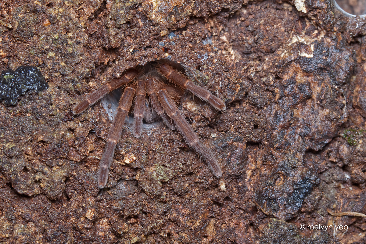 Singapore Tarantula (Phlogiellus inermis)