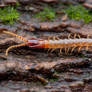 Mecistocephalus centipede