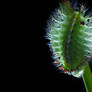 Cup Moth Caterpillar