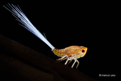 Planthopper Nymph with fibre optic tail