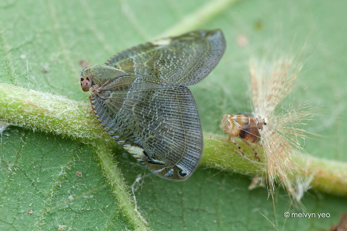 Freshly moulted Ricaniid Planthopper