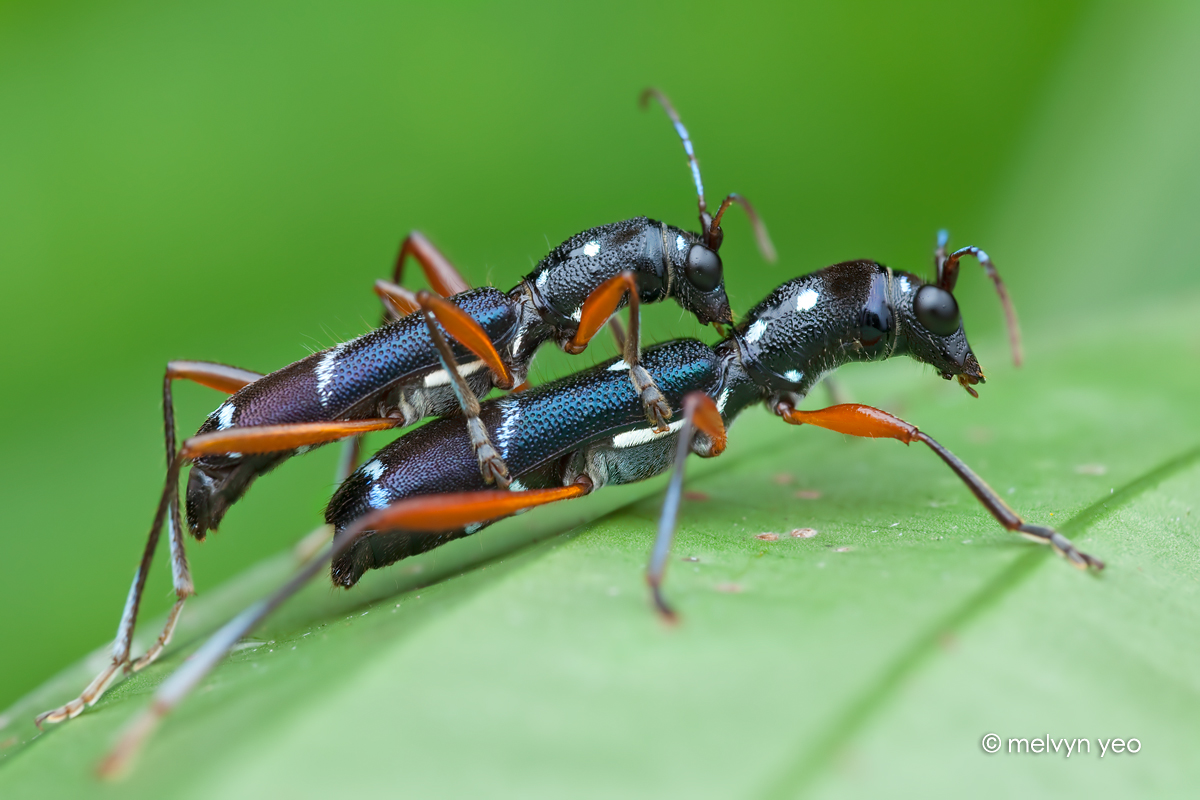 Longhorn Beetle, Sclethrus Malayanus