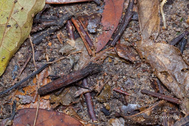 Forest floor Stick Insect Planispectrum sp.