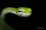 Big-eye Green Whip Snake (Ahaetulla Mycterizans) by melvynyeo