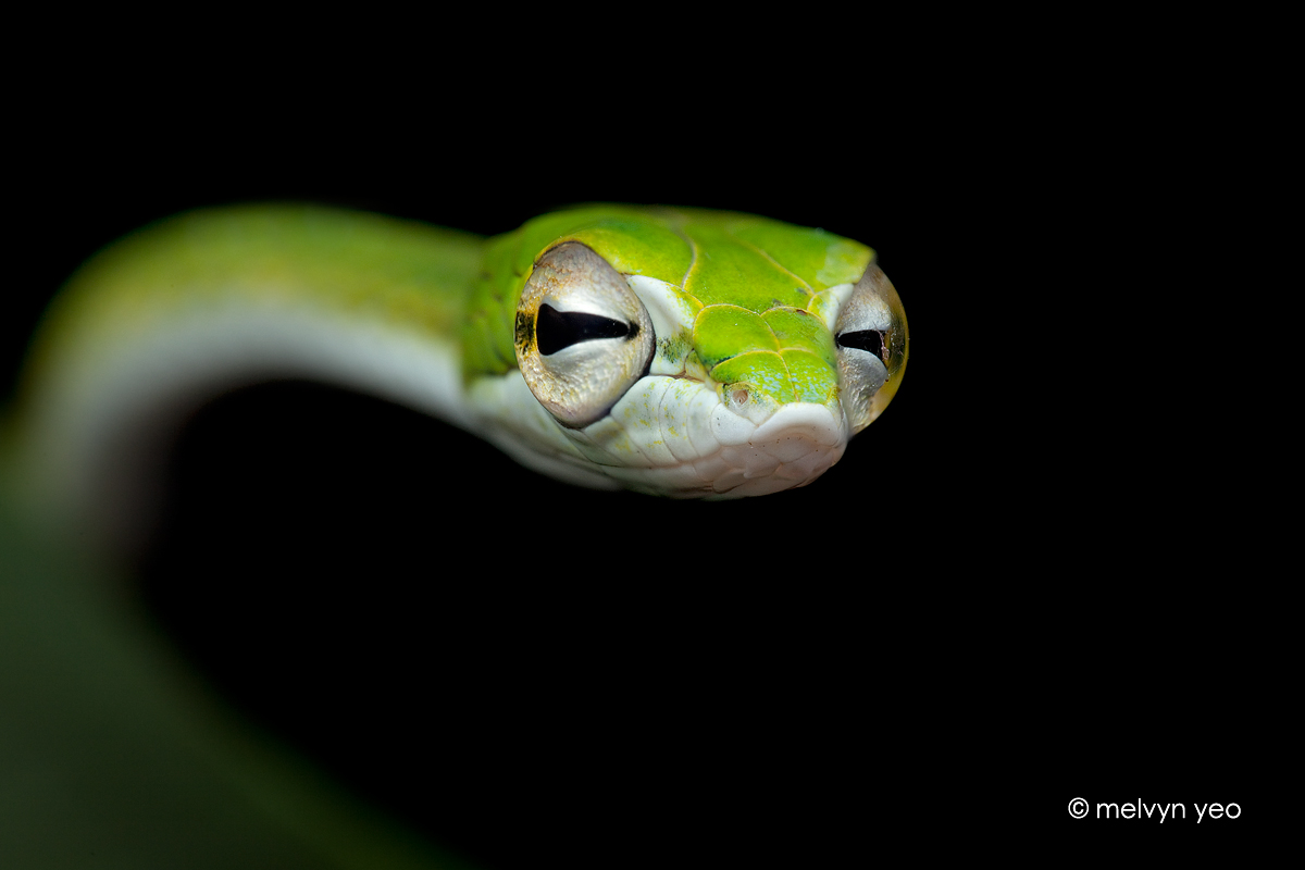 Snakethug. Ahaetulla mycterizans. Змея щурится. Змея с большими глазами. Хитрая змея.