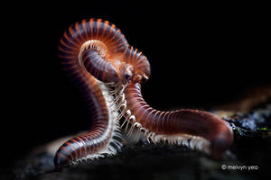 Mating Millipede
