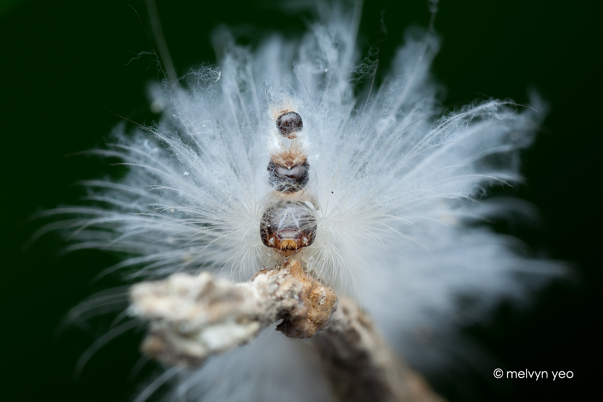 3 Headed Caterpillar Sarbena lignifera