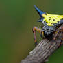 Spiny Orb-Weaver Spider