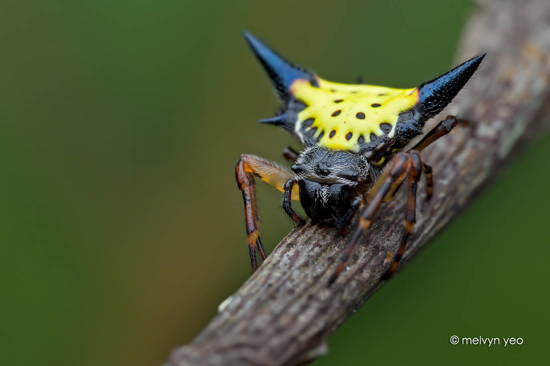 Spiny Orb-Weaver Spider by melvynyeo