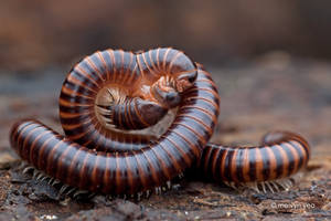Mating Millipede