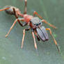 Ant-Mimicking Jumping Spider