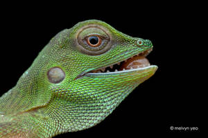 Green Crested Lizard