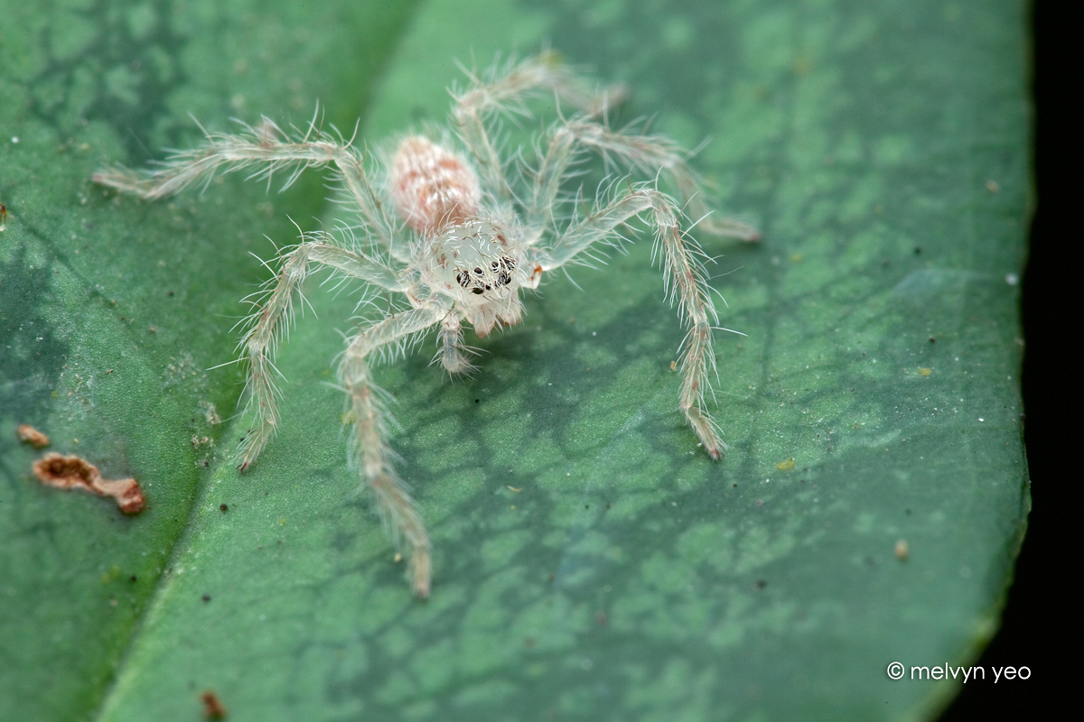 Young Huntsman Spider