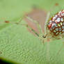 Mirror spider (Twaitesia sp.)