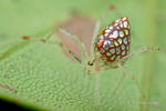 Mirror spider (Twaitesia sp.)