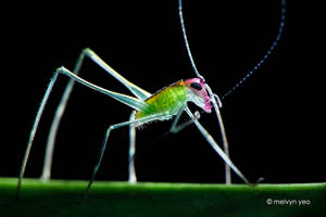 Phaneropterinae Katydid Nymph