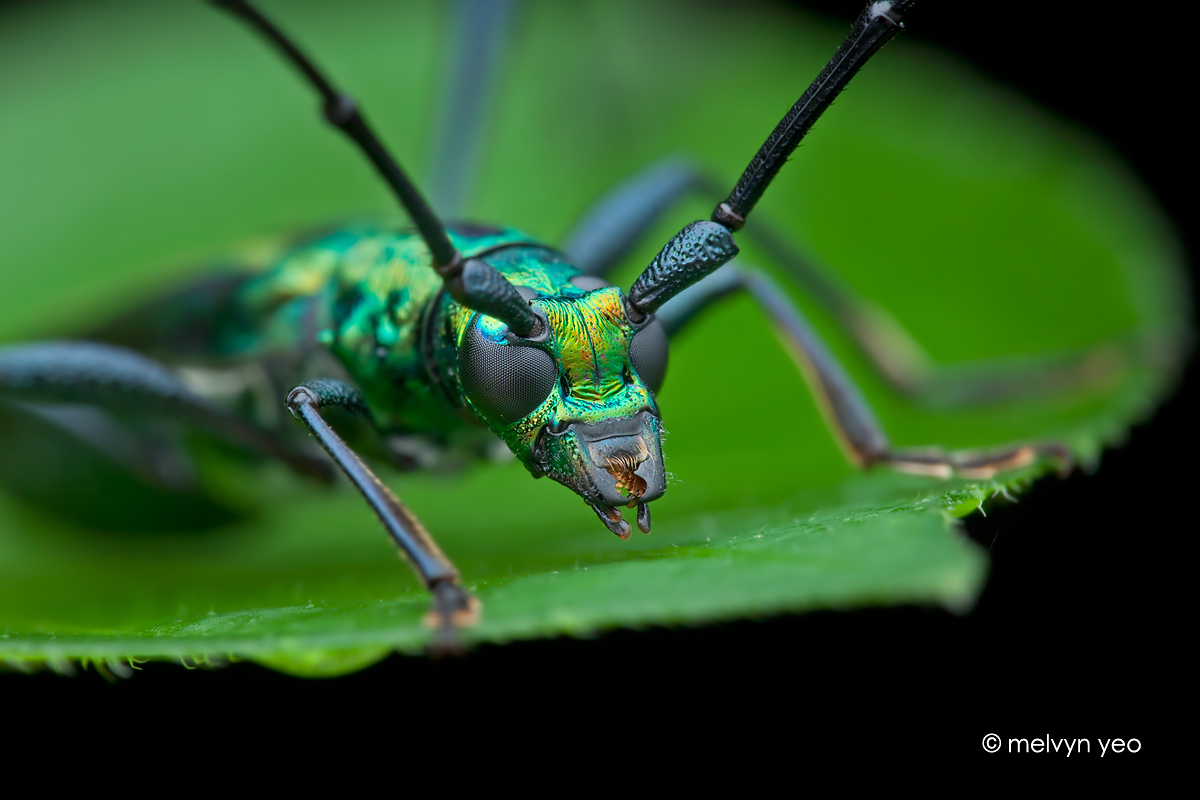 Longhorn beetle (Chloridolum sp.?)