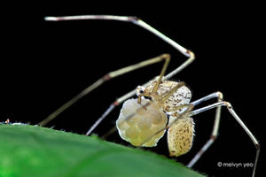 Spitting spider with egg sac