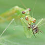 Mating Mantis