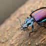 Ground beetle, Physodera eschscholtzii