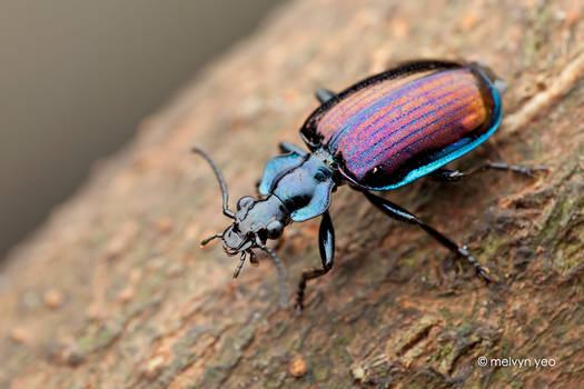 Ground beetle, Physodera eschscholtzii