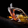 Lynx spider with beetle prey