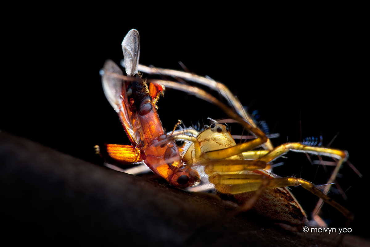 Lynx spider with beetle prey