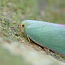 Flatid planthopper (Flatidae)