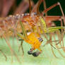 House centipede with lynx spider prey