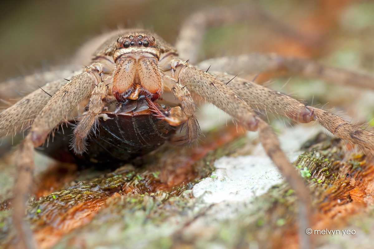 Huntsman Spider with Cockroach prey