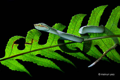 Wagler's Pit Viper